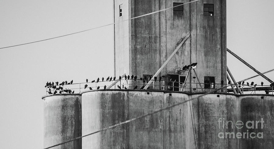 Flock of blackbirds Photograph by Andrea Anderegg