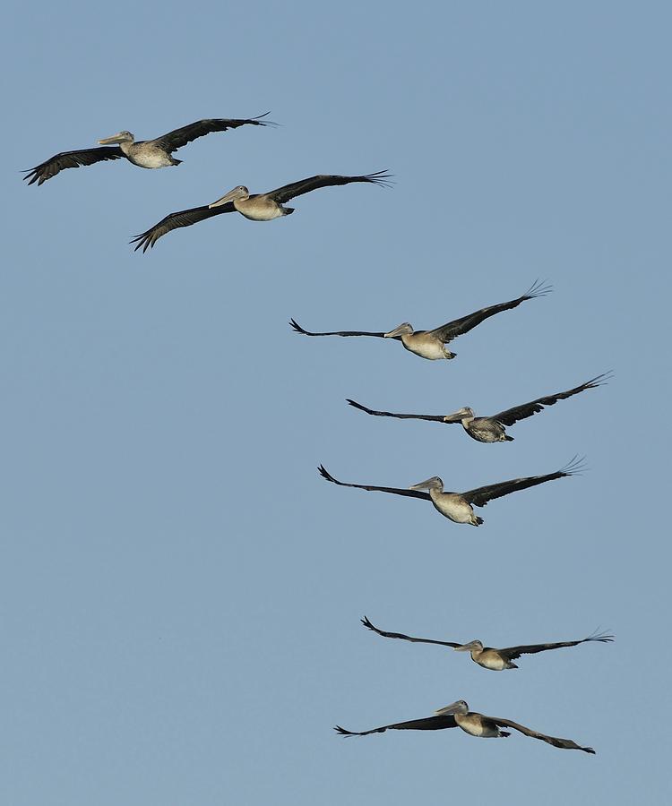 Flock of Brown Pelicans Photograph by Bradford Martin