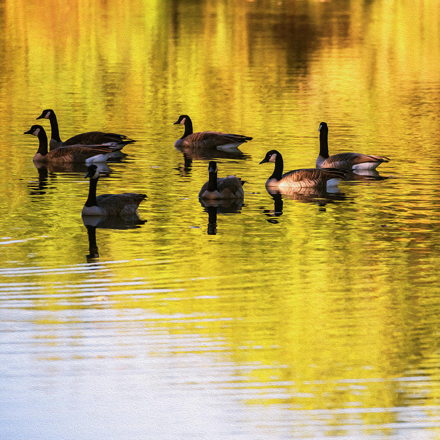 Flock of Canada geese in a pond Digital painting Photograph by Vishwanath Bhat