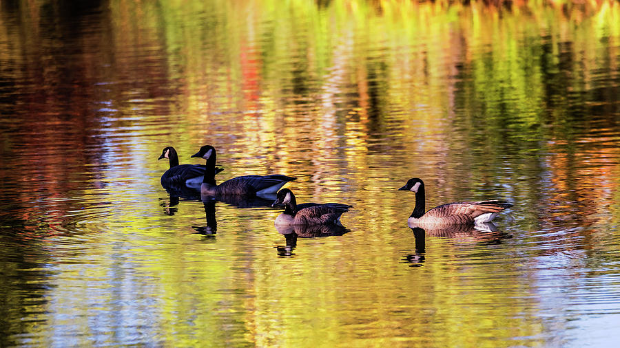Flock of Canada geese in a pond Photograph by Vishwanath Bhat