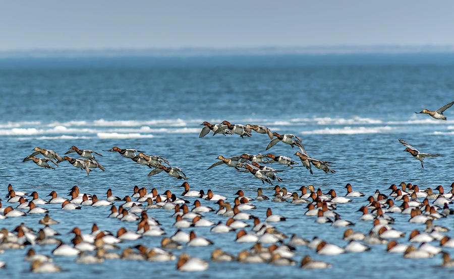 Flock of Canvasback ducks on the Chesapeake bay in Maryland Photograph by Patrick Wolf
