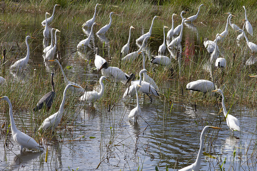 Flock of different types of wading birds Photograph by Anthony Totah