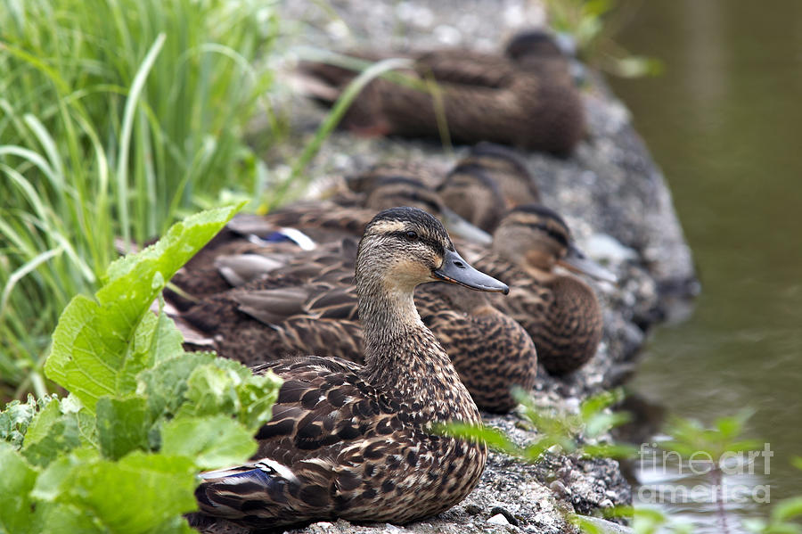 Flock Of Ducks On The Shore Photograph by Michal Boubin