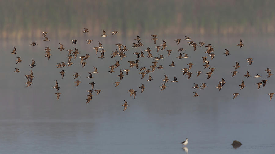Flock of Dunlin Photograph by David Watkins