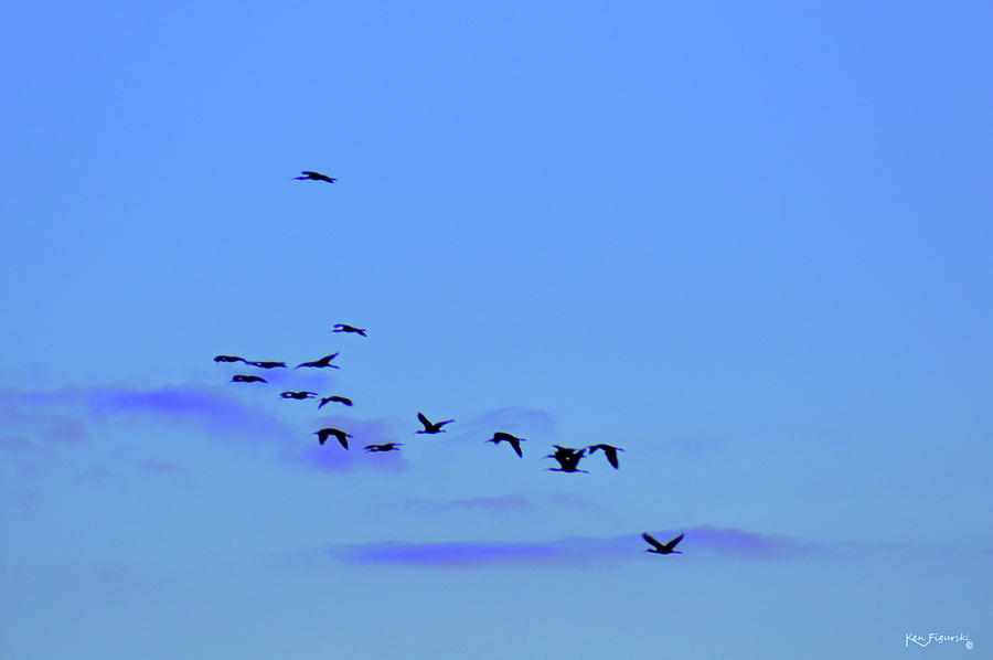 Flock Of Egrets Photograph by Ken Figurski