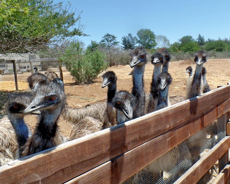 Flock of Emu Photograph by Kieoh ABC Photography - Fine Art America