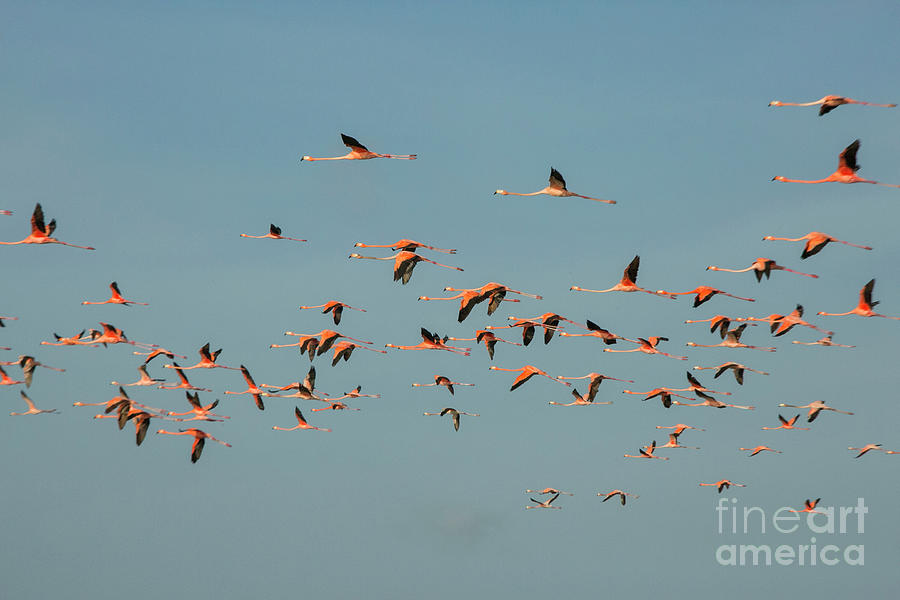 Flock of flamingoes Photograph by Patricia Hofmeester