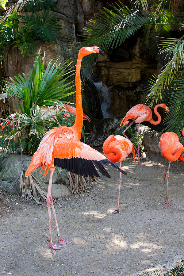 Flock of Flamingos Photograph by Allan Morrison