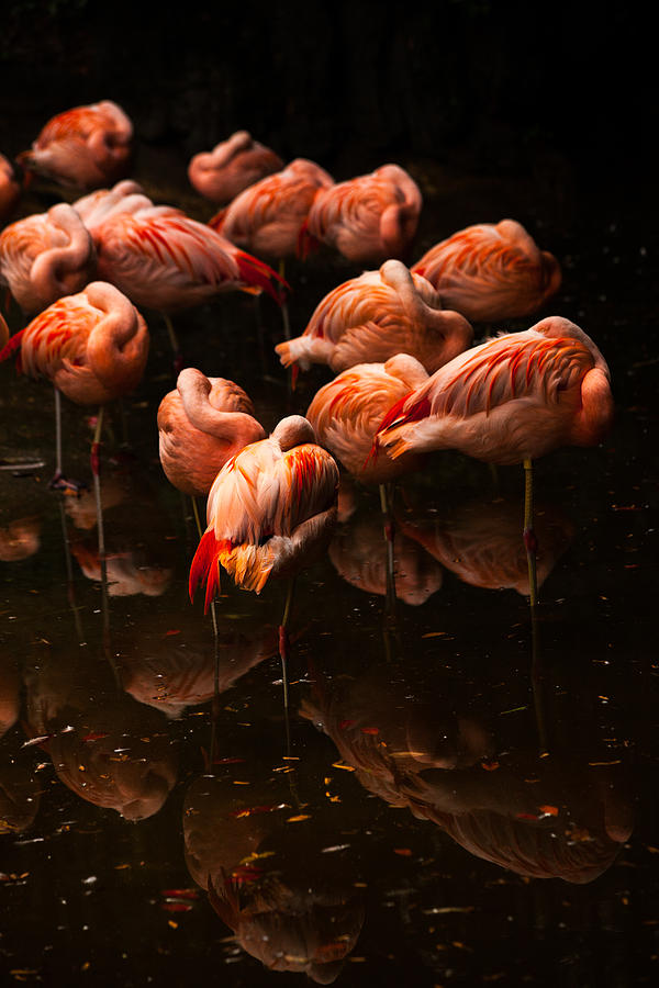 Flock Of Flamingos Photograph by Karol Livote