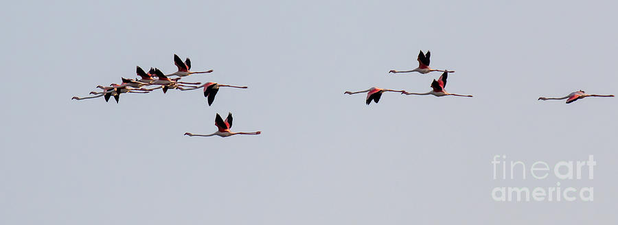 Flock of Flamingos Over Kalochori Lagoon Photograph by Jivko Nakev