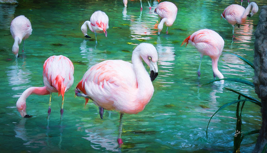 Flock of Flamingos Photograph by TK Goforth