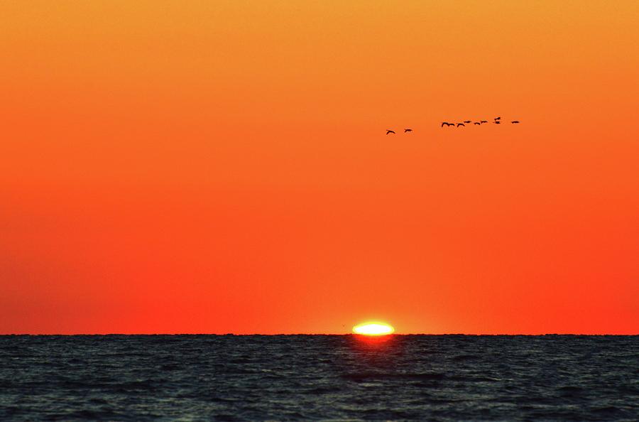 Flock of Geese At Sunrise  Photograph by Lyle Crump