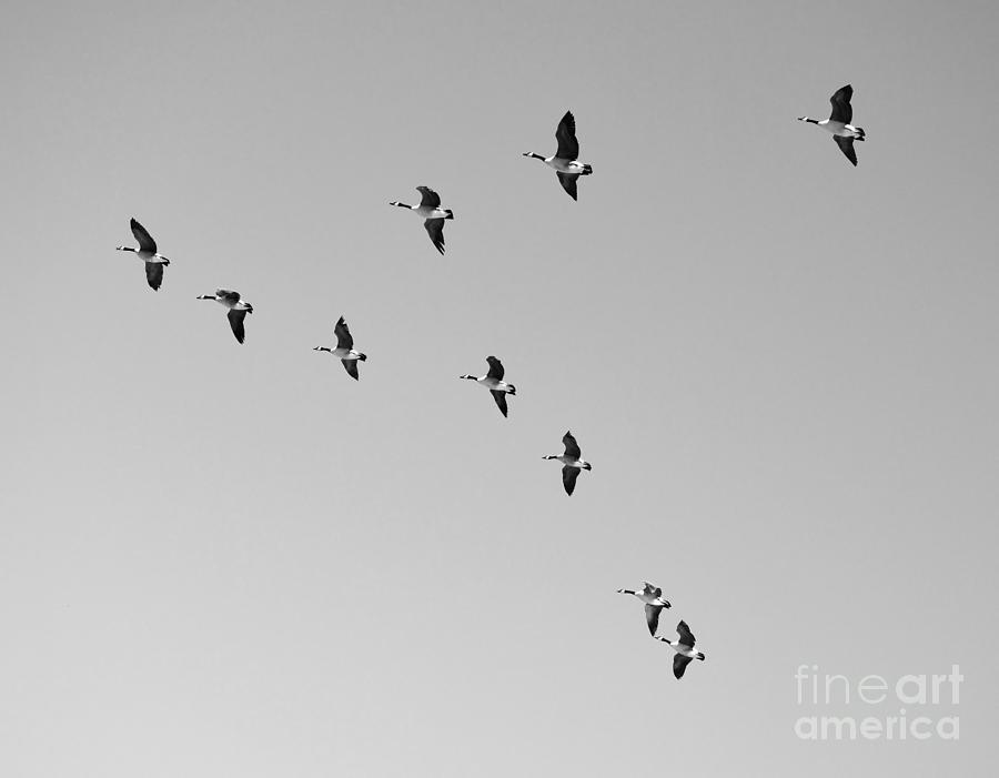 Flock of Geese Flying in Formation Black and White Photograph by Shawn OBrien