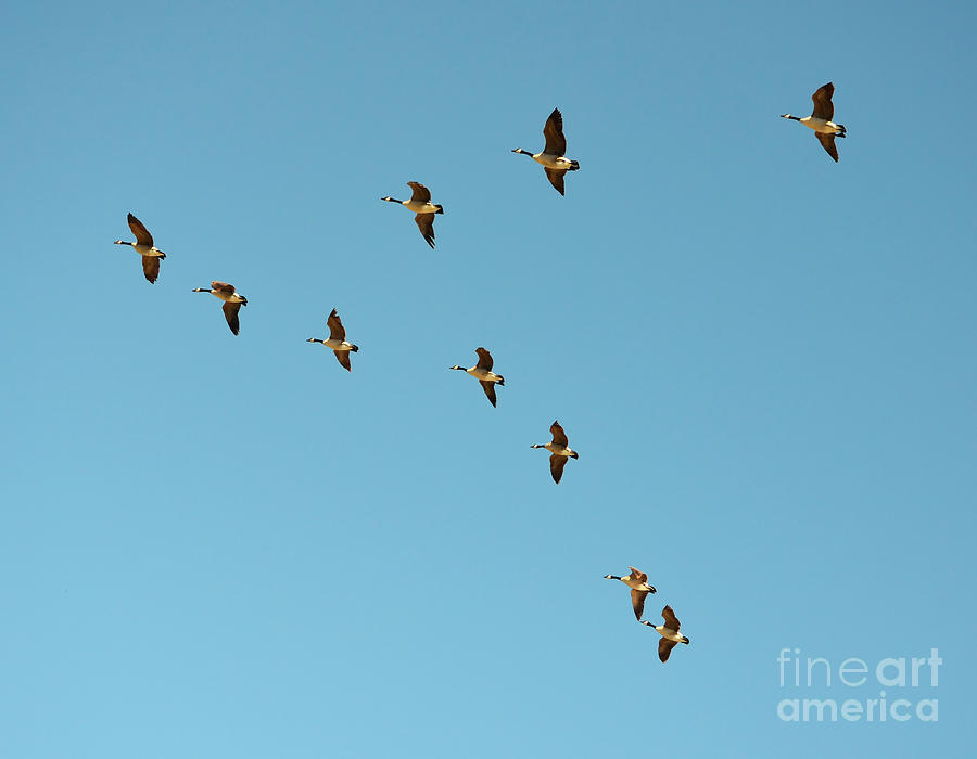 Flock of Geese Migration Flying in Formation Photograph by Shawn OBrien