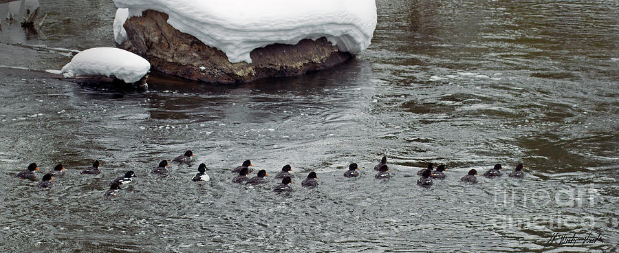 Flock Of Goldeneyes-Signed-#0928 Photograph by J L Woody Wooden