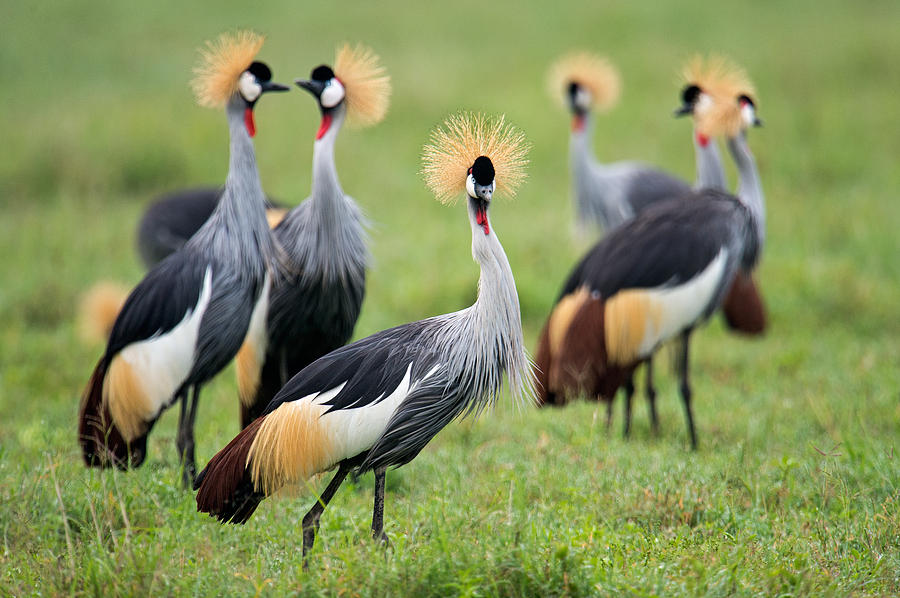 Flock Of Grey Crowned Cranes Balearica Photograph by Panoramic Images ...