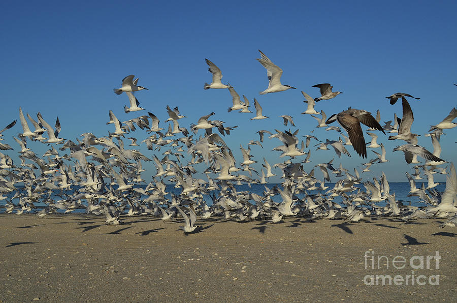 Flock of Gulls Over Naples Beach Photograph by DejaVu Designs