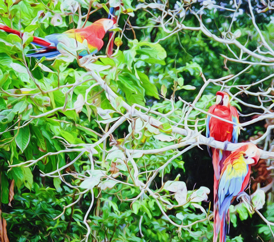 Flock of Macaws Digital Art by Roy Pedersen