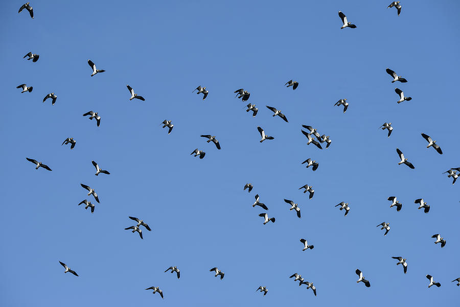 Flock of migratory lapwing birds in clear Winter sky Photograph by ...