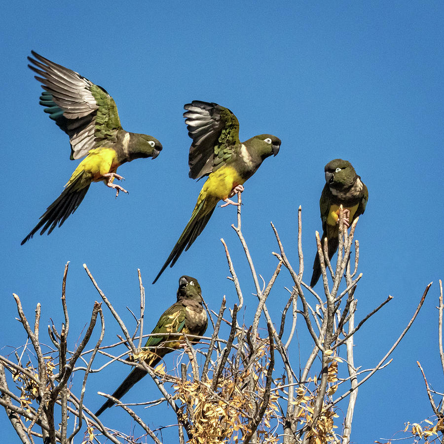Flock of Mountain Parakeets Photograph by Steven Upton