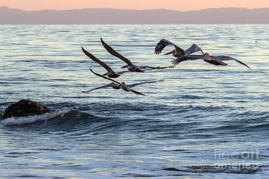 Flock of Pelicans Photograph by Shawn Jeffries