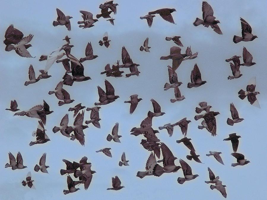 Flock of Pigeons Photograph by Bill Kellett