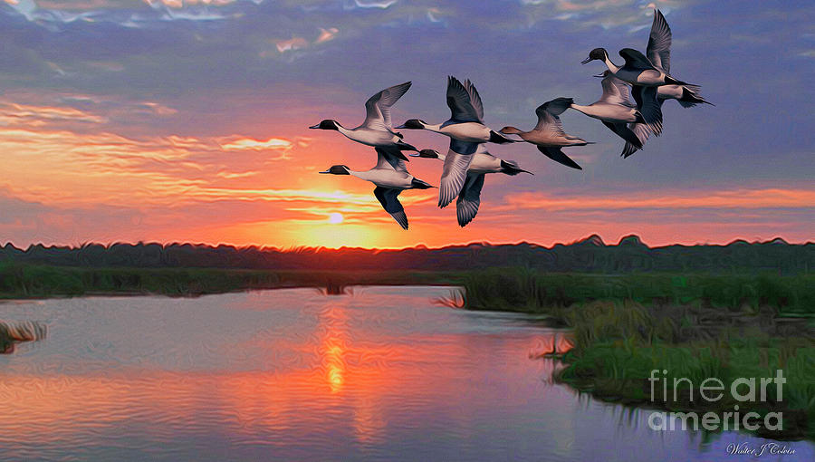 Flock of Pintail Ducks Digital Art by Walter Colvin