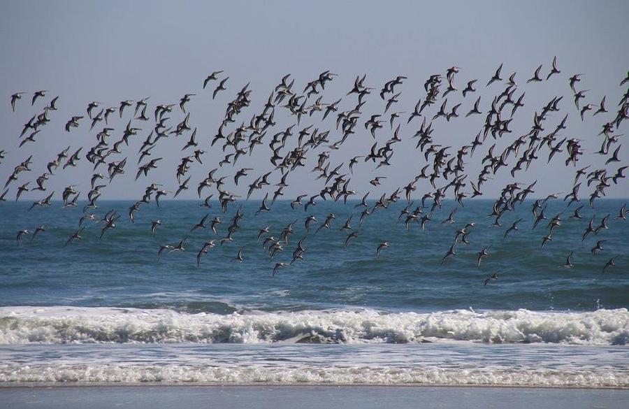 Flock of Piping Plovers Photograph by Dara Buckley - Fine Art America