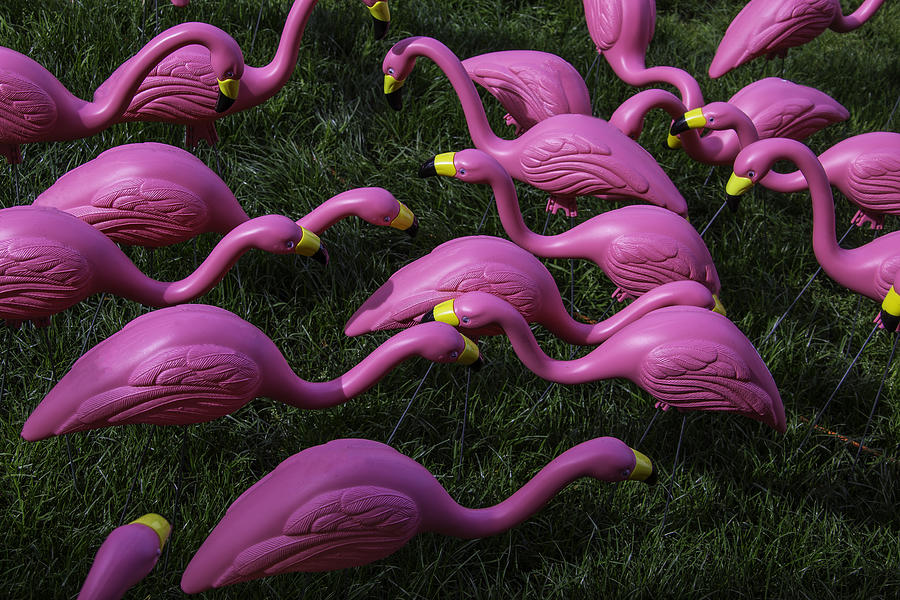 Flamingo Photograph - Flock Of  Plastic Flamingos by Garry Gay