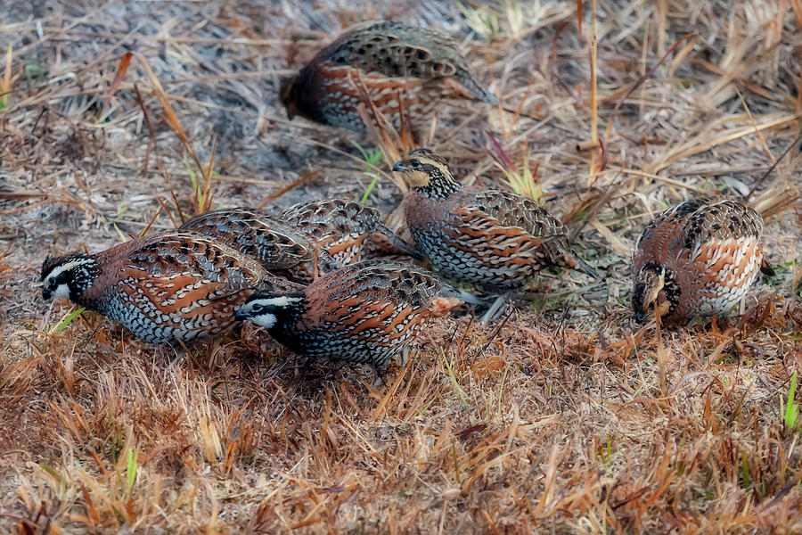 Flock of quail feeding in field Photograph by Dan Friend