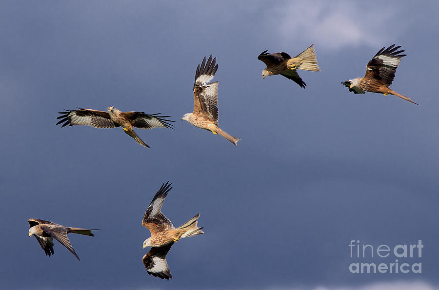 Flock of Red Kites Photograph by Martyn Arnold