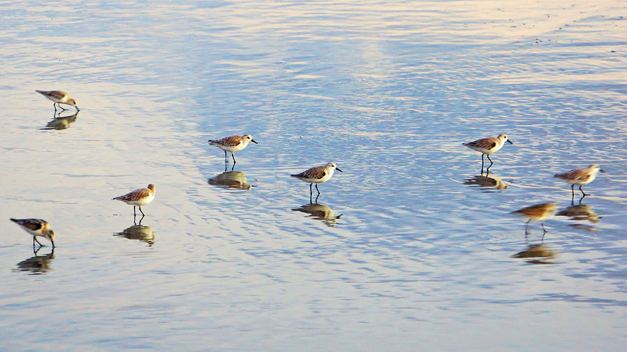 Flock of Sanderlings Photograph by Lawrence S Richardson Jr
