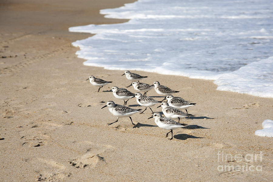 Flock Of Sandpipers Photograph
