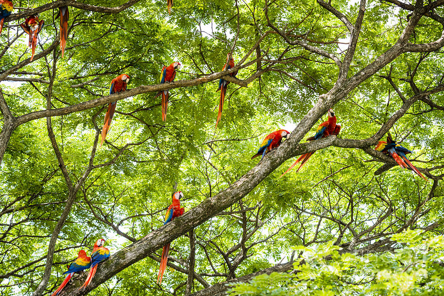 Nature Photograph - Flock of scarlet macaws by Oscar Gutierrez