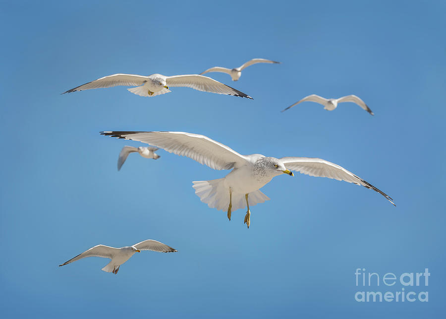 Flock of Seagulls Photograph by Karen Jorstad