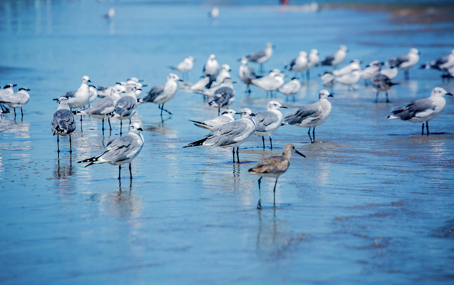 Shorebirds on the Beach Photograph by Terry Walsh