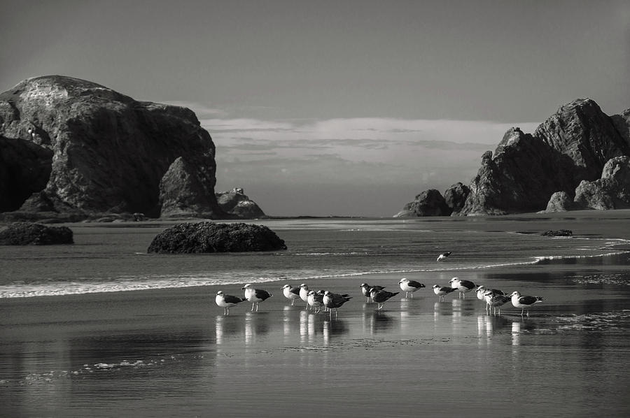 Flock of Seagulls Photograph by Steven Clark
