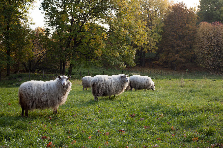 Flock of Sheep in Autumn Photograph by Cadence Moore - Fine Art America