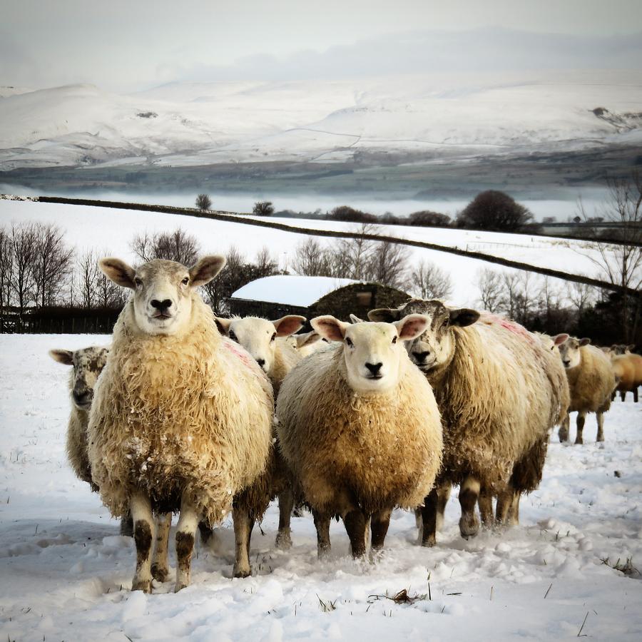 Flock of Sheep in the Snow Photograph by Ali Smith - Pixels