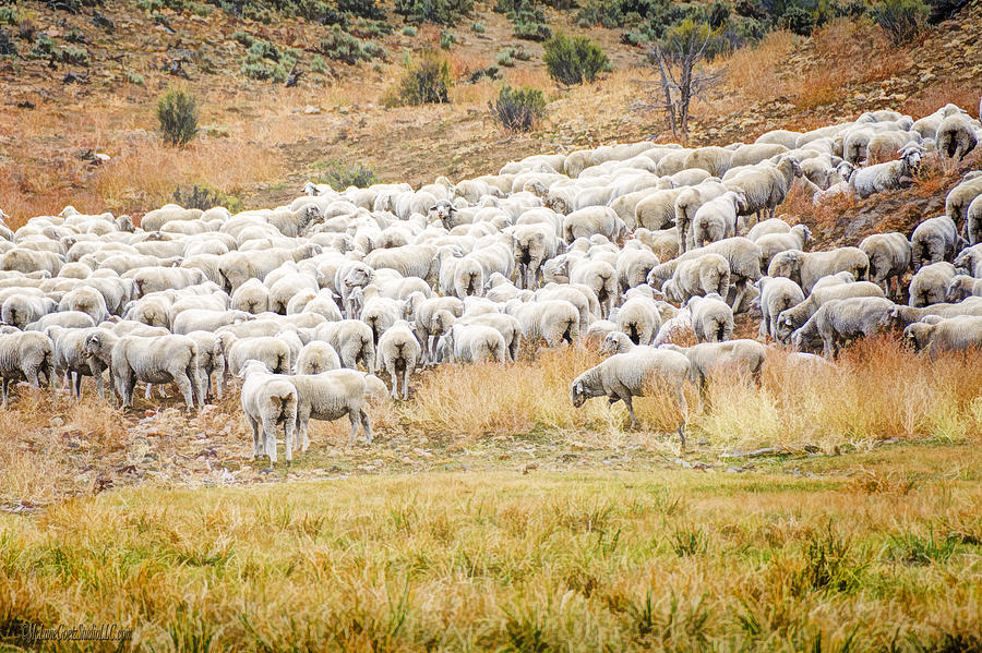 Flock of Sheep Photograph by LeeAnn McLaneGoetz McLaneGoetzStudioLLCcom ...