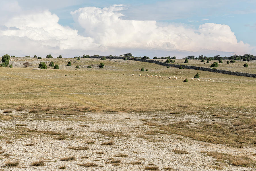 Flock Of Sheep On A Pasture In Cres In Springtime Photograph