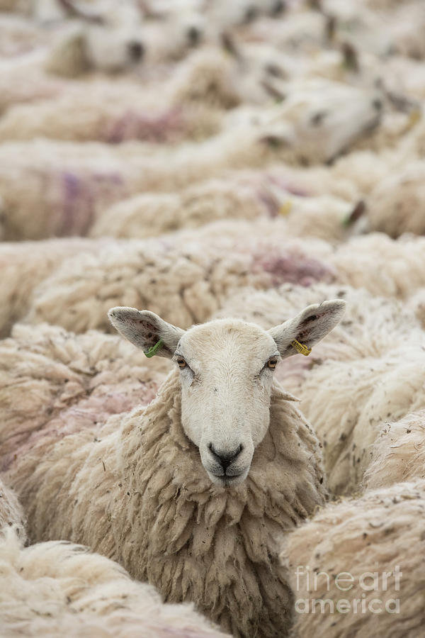 Farm Animals Photograph - Flock of Sheep by Tim Gainey