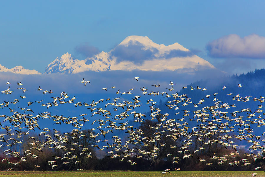 Flock of Snowgeese Photograph by Briand Sanderson