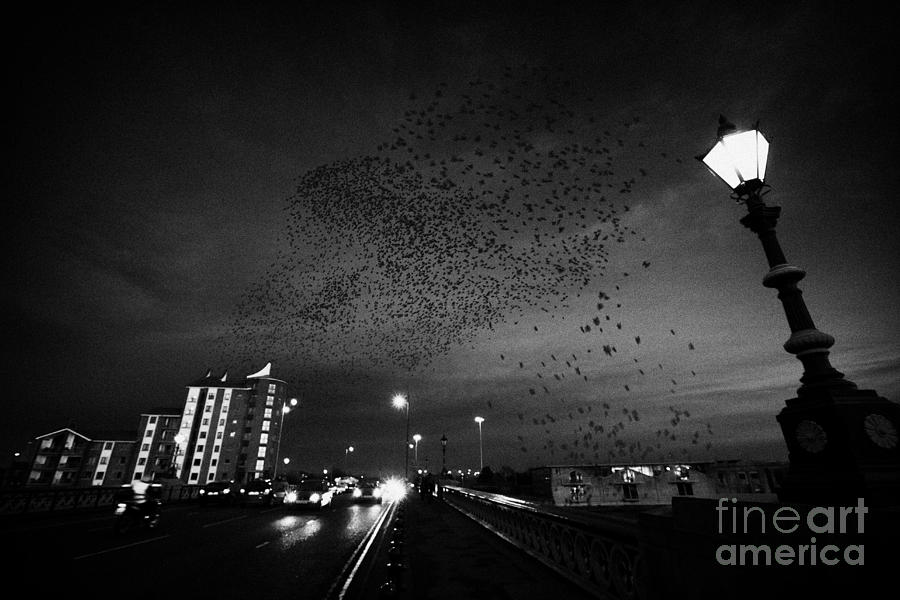 Starlings Photograph - Flock Of Starlings Flying In Murmuration Over Lamp On Albert Bridge Belfast Northern Ireland Uk by Joe Fox