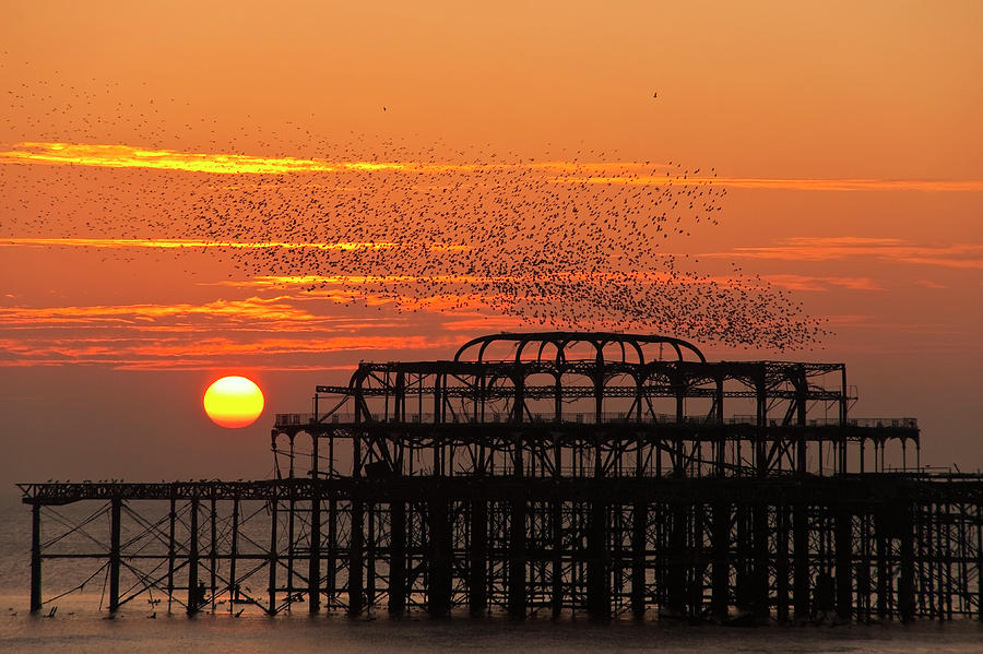 Flock of starlings over the West Pier in Brighton at sunset Photograph by Dutourdumonde Photography