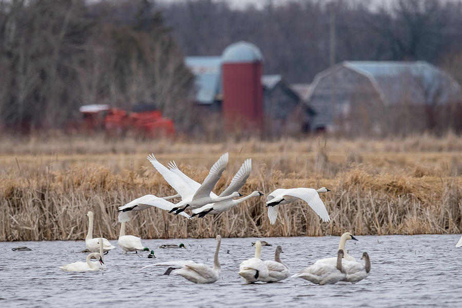 Flock of Swans Photograph by Paul Freidlund