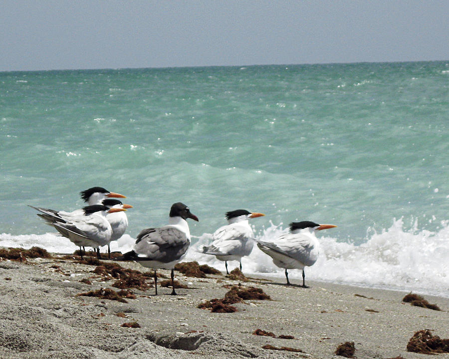 Flock of Terns GP Photograph by Chris Andruskiewicz