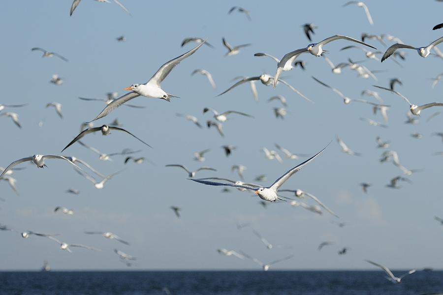 Flock of Terns in Flight Photograph by Bradford Martin
