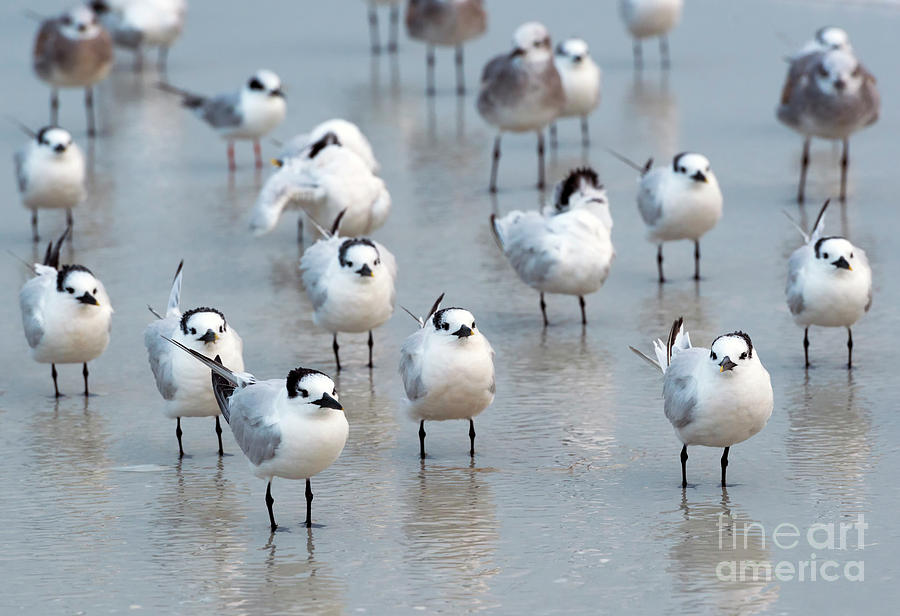 Flock of Terns Photograph by Michael Dawson