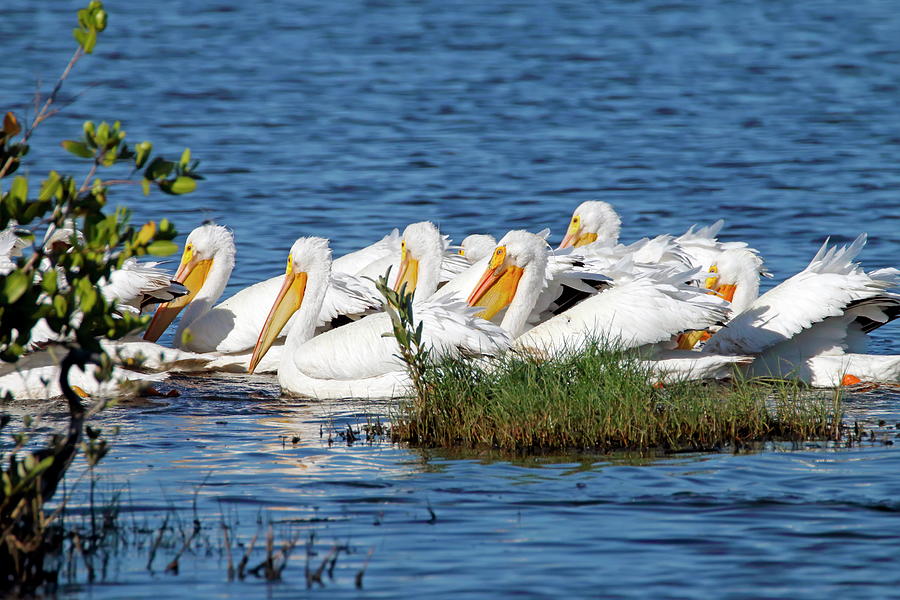 Flock of White Pelicans Photograph by Daniel Caracappa - Fine Art America